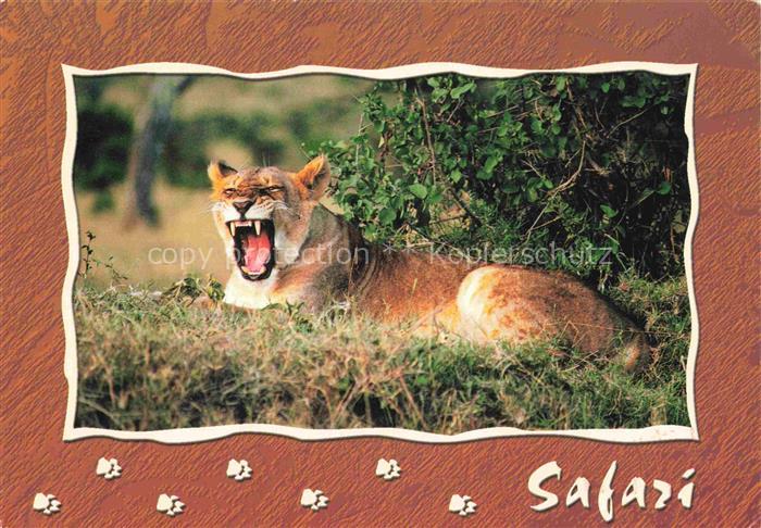 Loewe Lion-- Safari