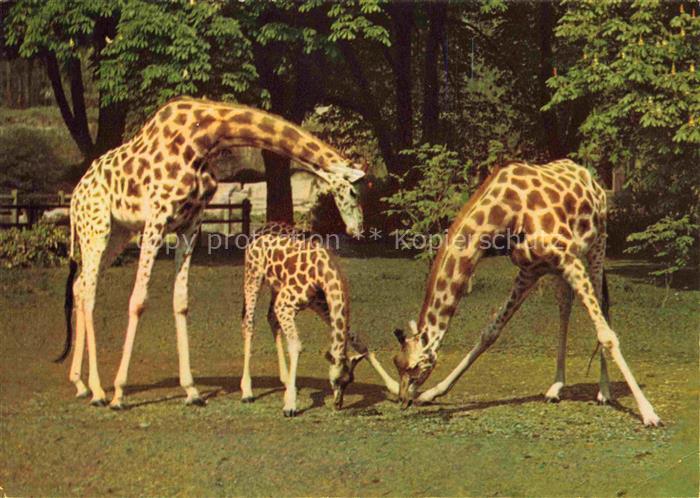 Zoo Gardin Zoologique-- Paris Giraffe Afrique