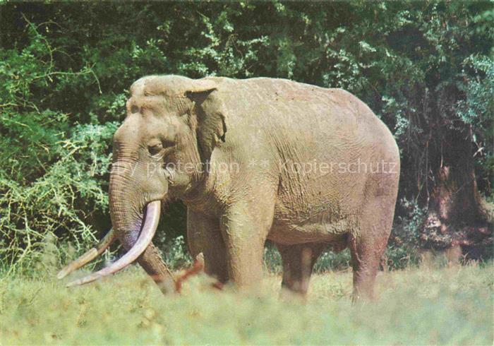 Elefant Sri Lanka