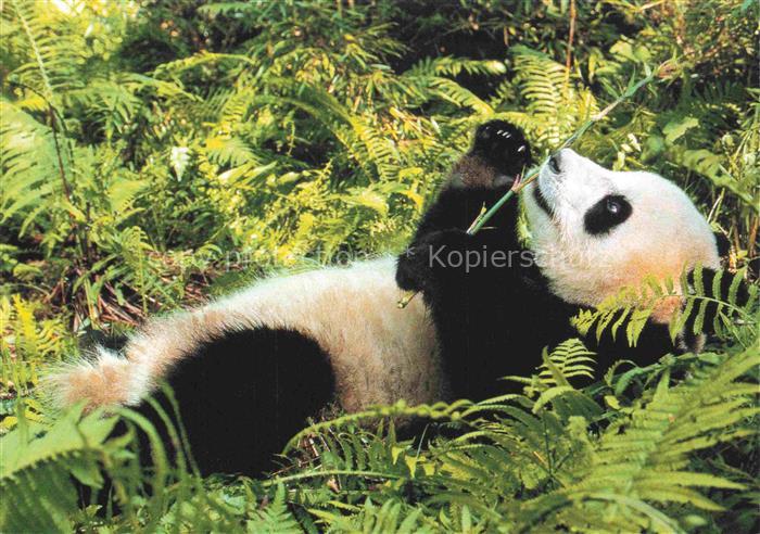 Pandabaer