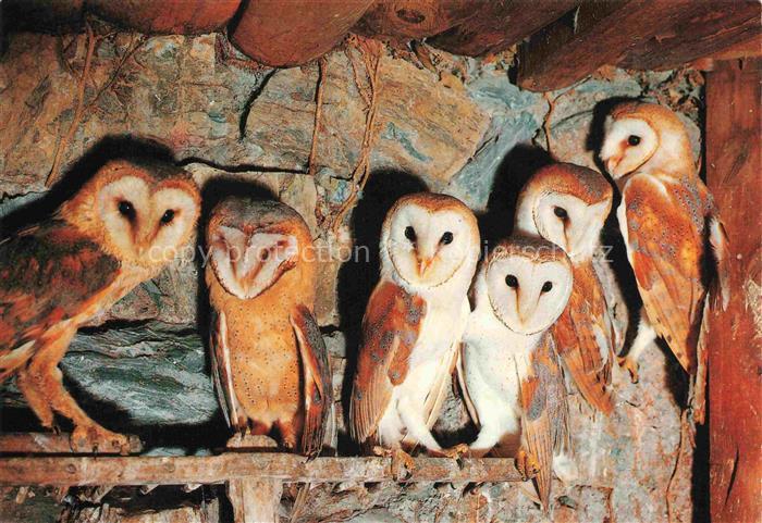 Eule Owl Hibou Chouette-- Donjon des Aigles Beaucens