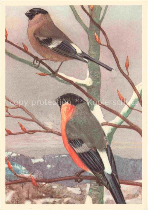 ROBERT Leo-Paul (1851-1925) Kuenstlerkarte Le Bouvreuil Femella