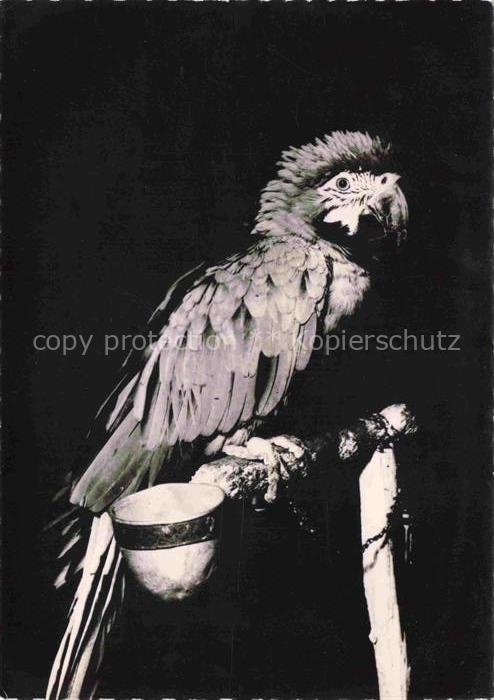 Voegel Birds Oiseaux Cacatous