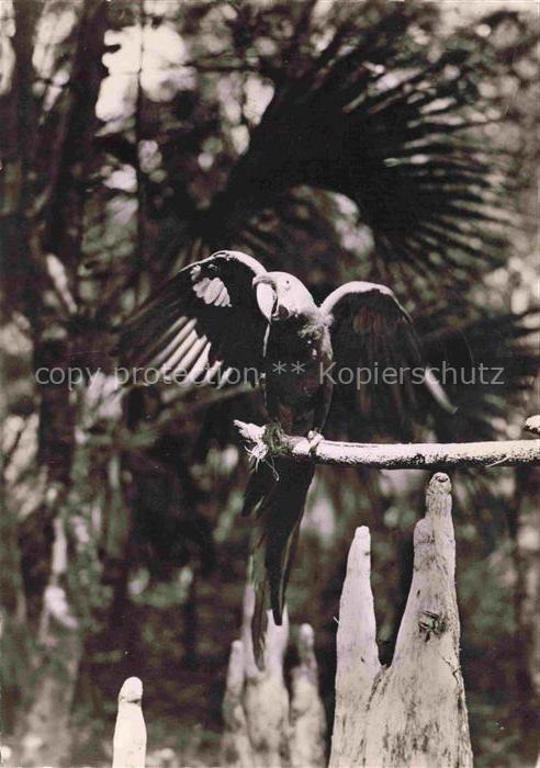 Voegel Birds Oiseaux Ara Amerique meridionale