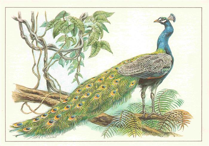 Voegel Birds Oiseaux Blauer Pfau Pavo cristatus