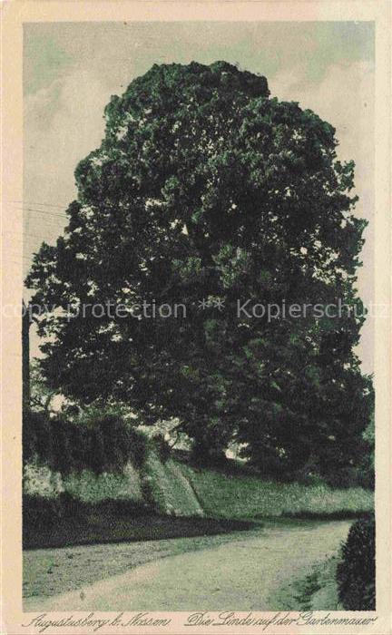 Augustusberg Nossen Meissen Sachsen Die Linde auf der Gartenmauer
