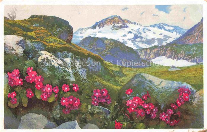 Blumen Flowers Fleurs Primula viscosa Klebrige Primel Gr. St Bernard