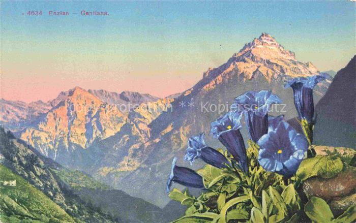 Enzian Gentiana Pflanzen Schweiz Bergen