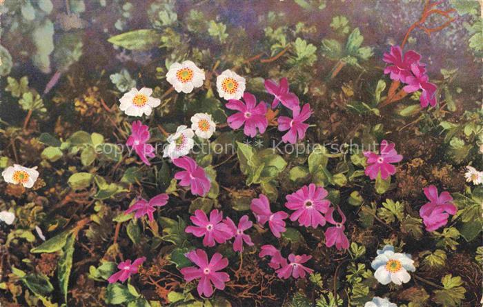 Photochromie Verlag Photochromie Nr. 527 Primula integrifolia Ranunculus