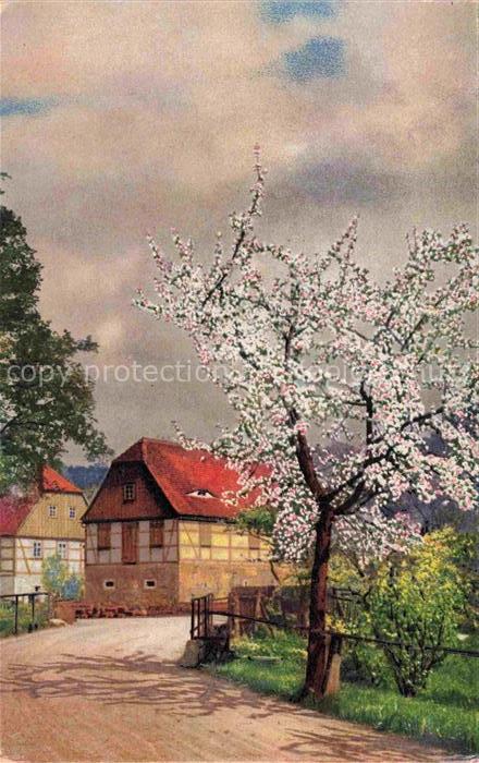 Photochromie Verlag Photochromie Nr. 4101 Serie 260 Blumenbaum