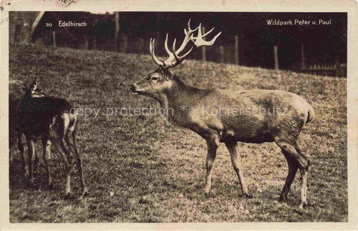 Hirsch Stag Deer Cerf Ciervo-- Wildpark Peter u Paul St Gallen Schweiz