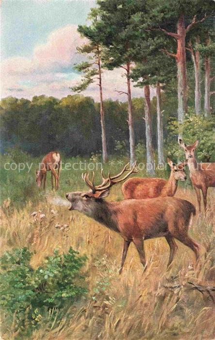 Hirsch Stag Deer Cerf Ciervo-- Reh Wald