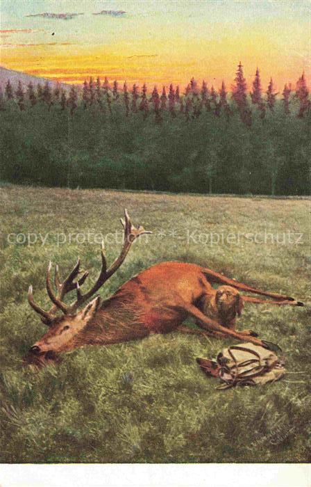 Hirsch Stag Deer Cerf Ciervo-- Hund