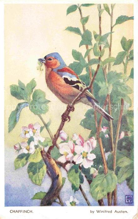 Voegel Birds Oiseaux Chaffinch Winifred Austen