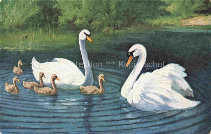 Schwan Swan Cygne-- See Litho