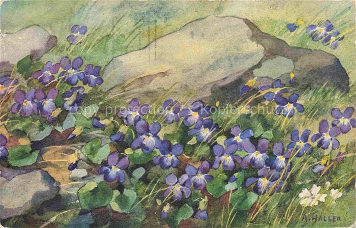 HALLER Anna Kuenstlerkarte Nr. 310 Veilchen