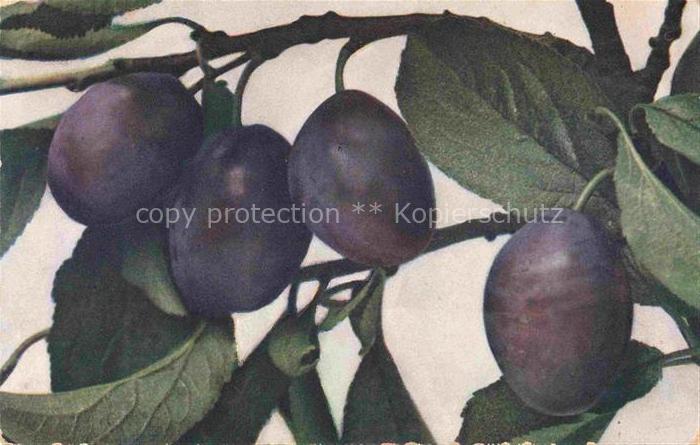 Pflaumen Plumbs Plombs Ciruelas Obst Fruit Frutta Fruta-- Schweiz Vaud