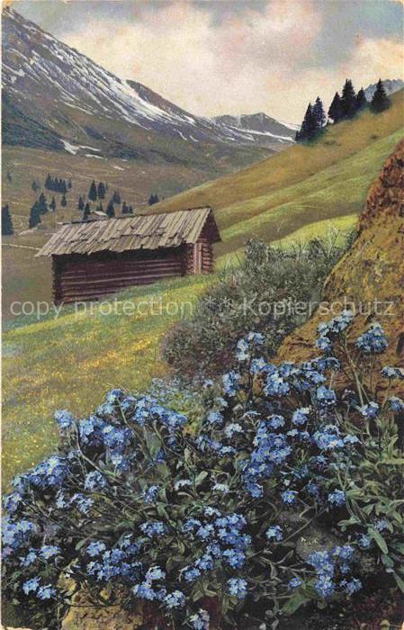 Photochromie Verlag Photochromie Nr. 786 Myosotis alpestris Huette