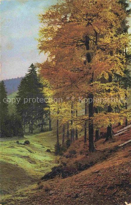 Photochromie Verlag Photochromie Nr. 2548 Serie 131 Wald Baeume