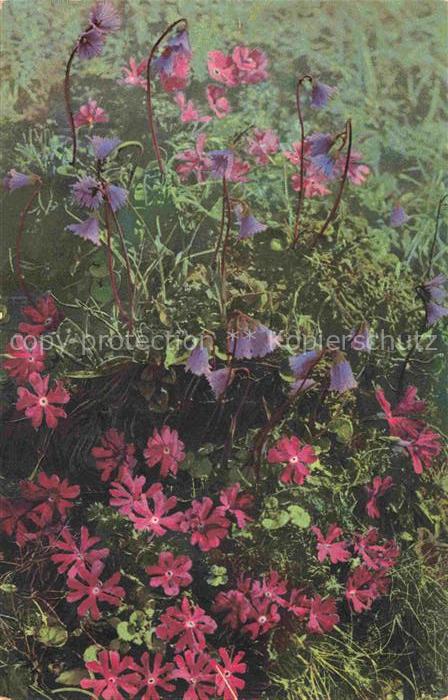 Photochromie Verlag Photochromie Nr. Primula Minima Soldanella pusilla