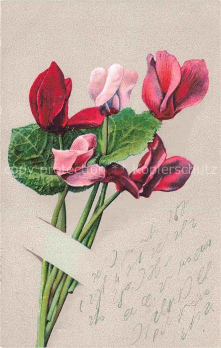 Photochromie Verlag Photochromie Nr. 1355 Alpenveilchen Blumen