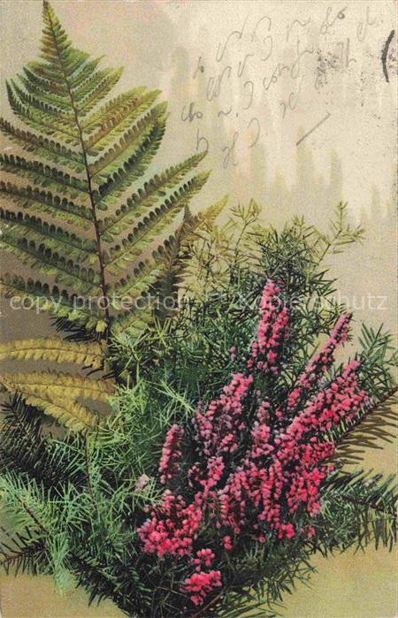 Photochromie Verlag Photochromie Nr. Blumenk Serie 594