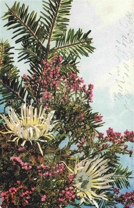 Photochromie Verlag Photochromie Nr. Blumenk Serie 597