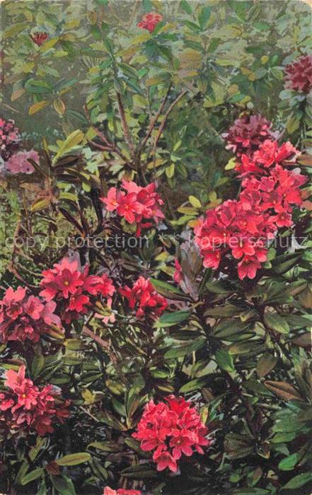 Photochromie Verlag Photochromie Nr. 449 Rhododendron ferrugineum