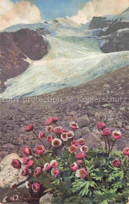 Photochromie Verlag Photochromie Nr. Ranunculus glacialis Gletscher