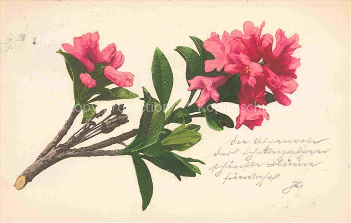 Flieder Lilas Lilla Liliac Blumen Flowers Fleurs--