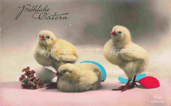 Foto Amag Nr. 63963/6 Kueken Ostern Paques