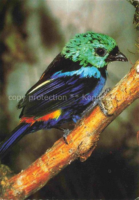 Voegel Birds Oiseaux Vielfarbentangare fastuosa