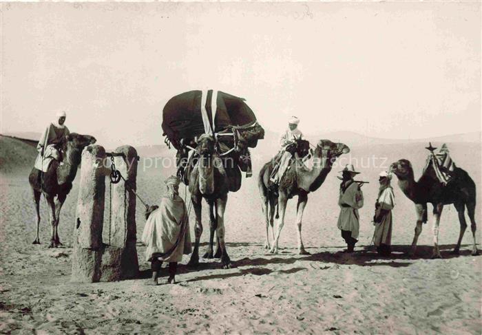 Kamele  Camel Chameau-- Cigogne Alger