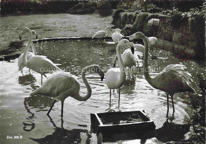 Zoo Gardin Zoologique-- Zuerich Flamingo
