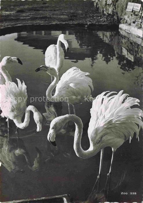 Zoo Gardin Zoologique-- Zuerich Flamingos