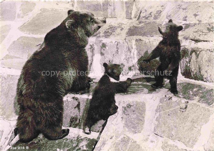 Zoo Gardin Zoologique-- Zuerich Braunbaerin mit Jungen