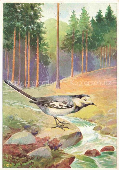 SCHULZ R. Kuenstlerkarte Ballerina Bachstelze Wagtail Lavandiere