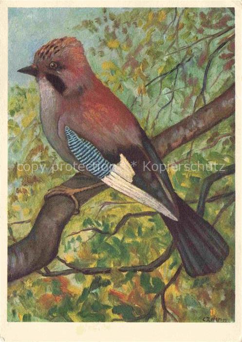 Voegel Birds Oiseaux Eichelhaeher Geai Garrulus Glandarius