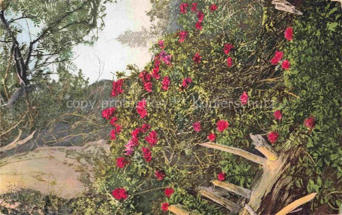 Photochromie Verlag Photochromie Nr. 452 Blumenbusch