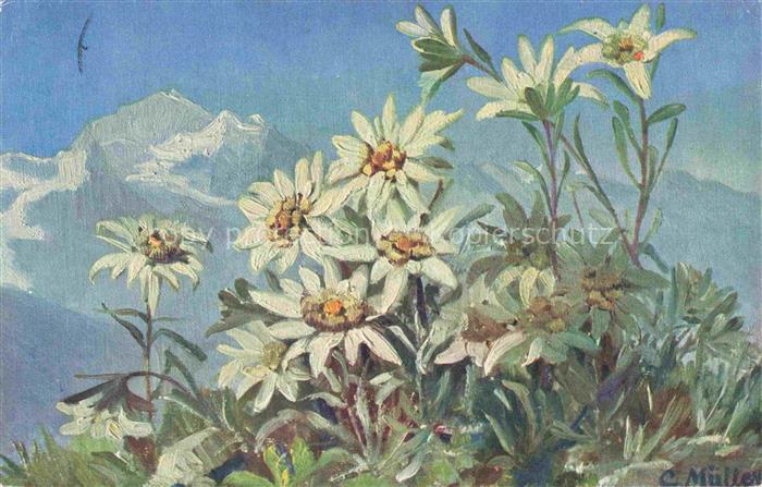 Mueller C. Kuenstlerkarte Blumen