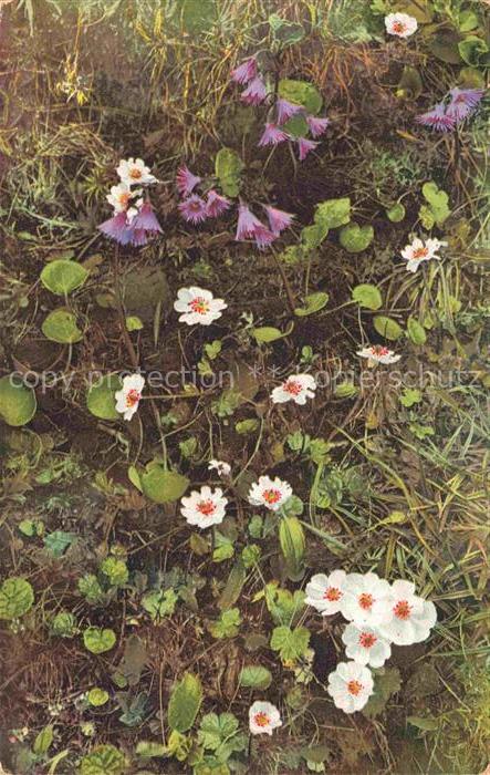 Photochromie Verlag Photochromie Nr. 890Soldanella alpina