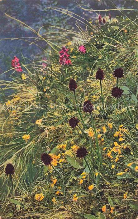 Photochromie Verlag Photochromie Nr. 919 Nigritella nigra Helianthemum alpestre