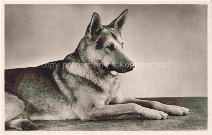 Foto Amag Nr. 37 Schaeferhund