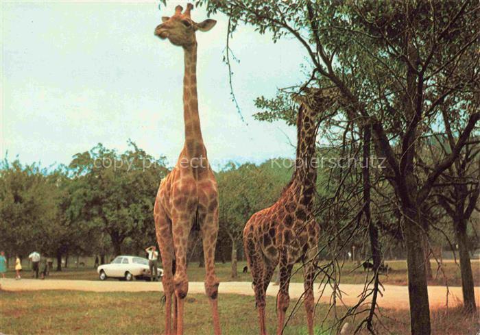 Giraffe Girafe Jirafa Giraffa-- Safariland Gross Gerau