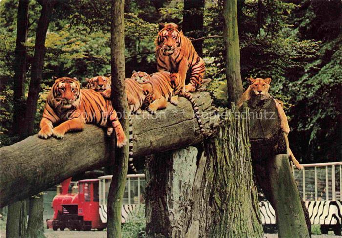 Loewe Lion-- Safariland Gross Gerau Wallerstaedten