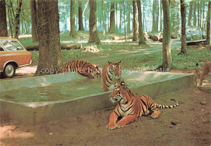 Tiger  Tigre-- Safariland Gross Gerau Wallerstaedten