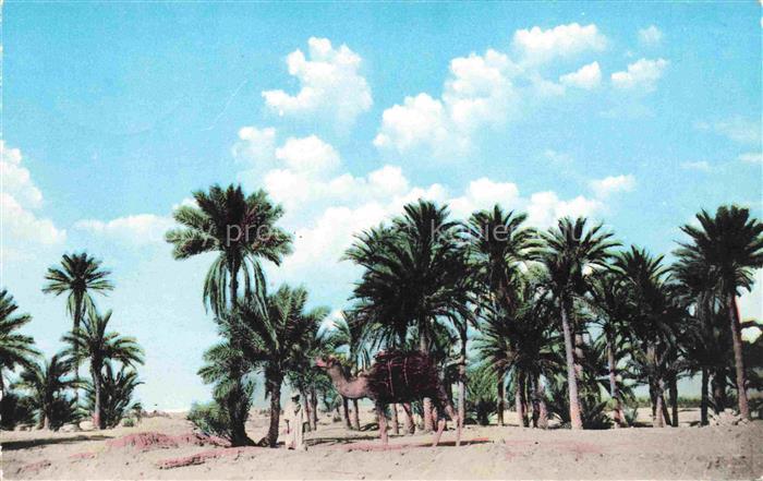 Ouargla Algerie Sun Constantinois Une Palmerie