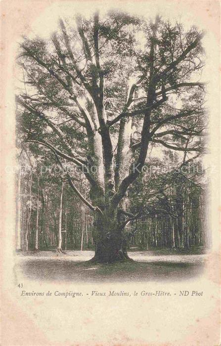 Baeume Trees Arbres Arboles Environs de Compiegne Vieux Moulins Gros Hetze ND Nr