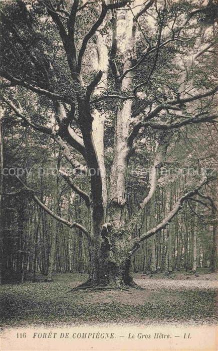 Baeume Trees Arbres Arboles LL Nr. 116 Foret de Compiegne Le Gros Hetre