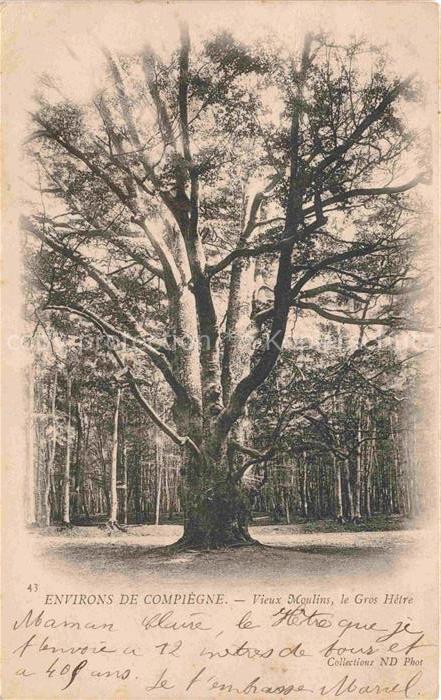 Baeume Trees Arbres Arboles Environs de Compiegne